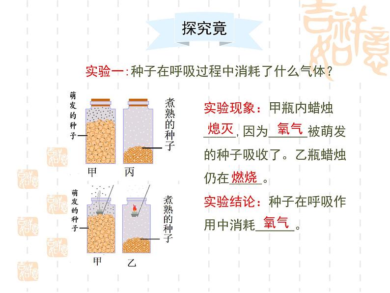 冀教版八年级上册 生物 课件 3.1.2种子萌发的条件04