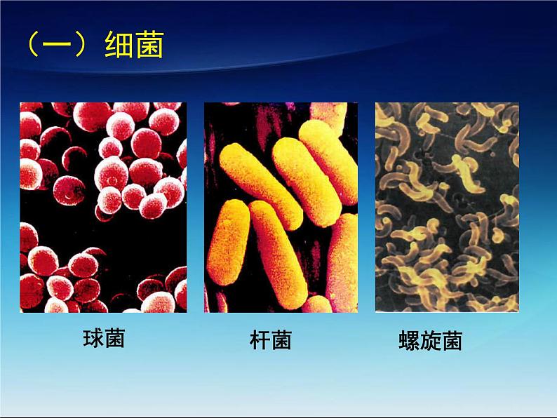 冀教版八年级上册 生物 课件 5.4微生物在生物圈中的作用03