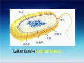 冀教版八年级上册 生物 课件 5.4微生物在生物圈中的作用