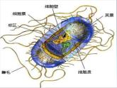 冀教版八年级上册 生物 课件 5.4微生物在生物圈中的作用