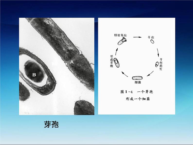 冀教版八年级上册 生物 课件 5.4微生物在生物圈中的作用06