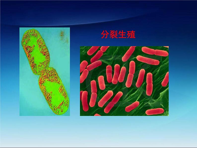 冀教版八年级上册 生物 课件 5.4微生物在生物圈中的作用07