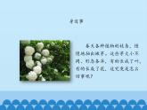 芽的发育PPT课件免费下载