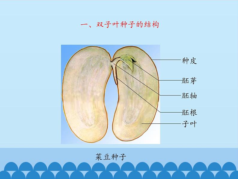 种子萌发的过程PPT课件免费下载04