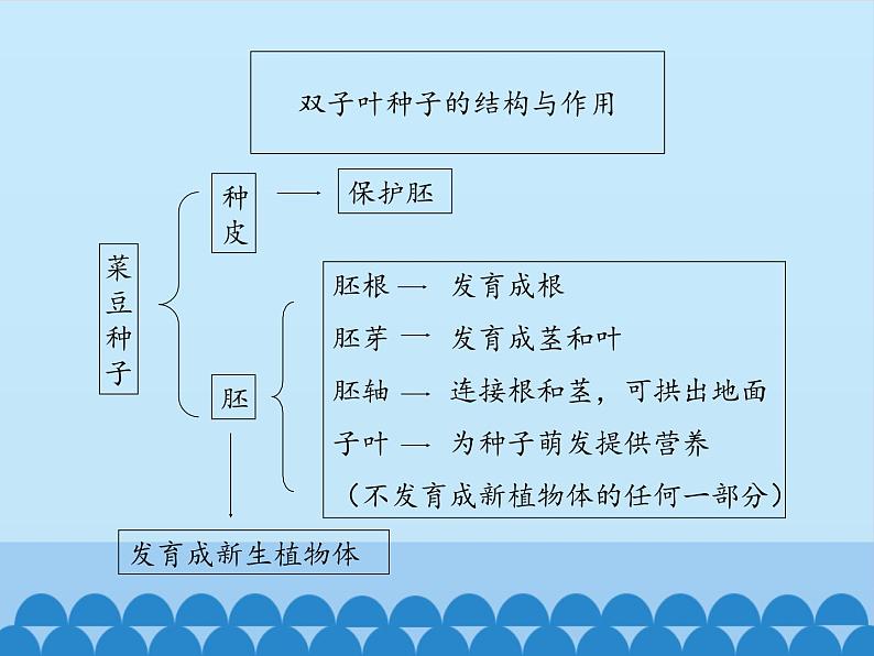 种子萌发的过程PPT课件免费下载05