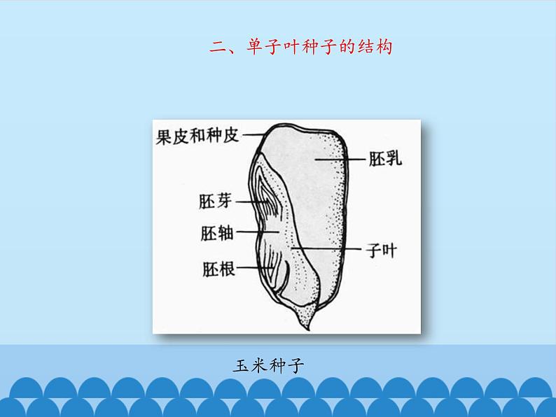 种子萌发的过程PPT课件免费下载06