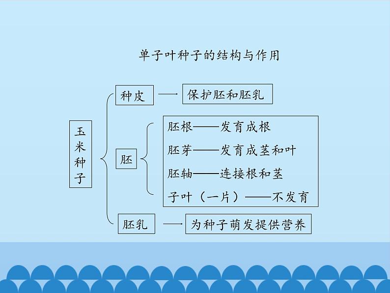 种子萌发的过程PPT课件免费下载07