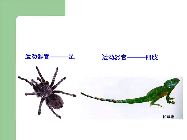 冀教版八年级上册 生物 课件 4.1.2运动的完成第3页