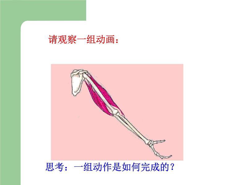 冀教版八年级上册 生物 课件 4.1.2运动的完成第5页