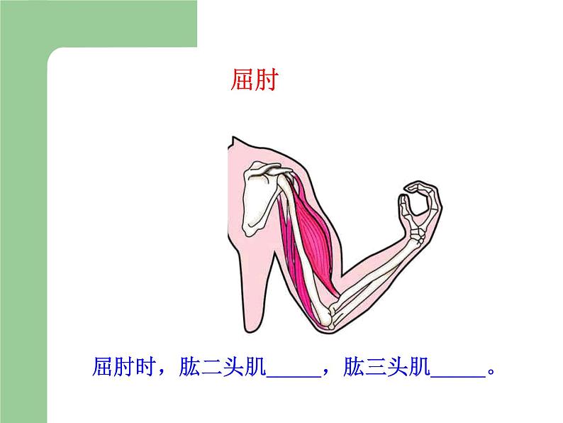 冀教版八年级上册 生物 课件 4.1.2运动的完成第8页