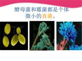 冀教版八年级上册 生物 课件 5.2.1酵母菌和霉菌