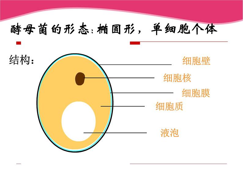 冀教版八年级上册 生物 课件 5.2.1酵母菌和霉菌04