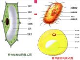 冀教版八年级上册 生物 课件 5.2.1酵母菌和霉菌