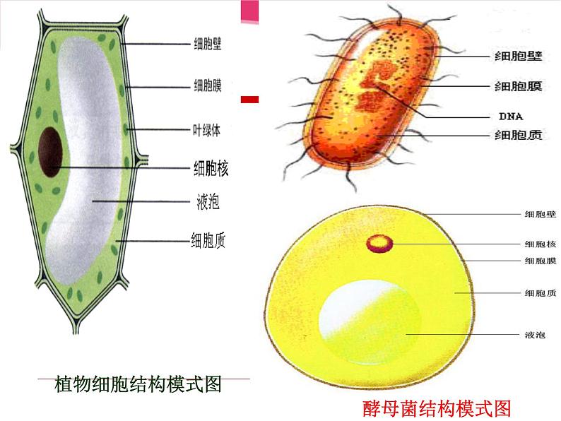 冀教版八年级上册 生物 课件 5.2.1酵母菌和霉菌05