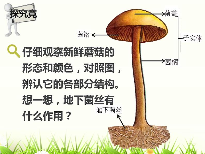 冀教版八年级上册 生物 课件 5.2.2食用真菌03