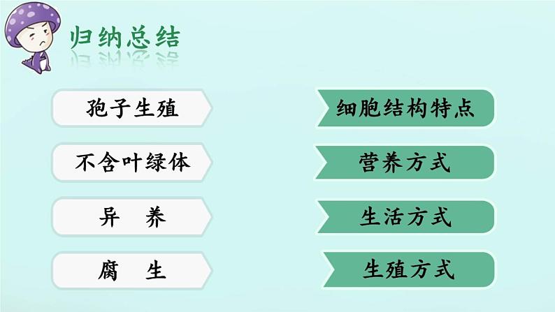 冀教版八年级上册 生物 课件 5.2.2食用真菌1第4页