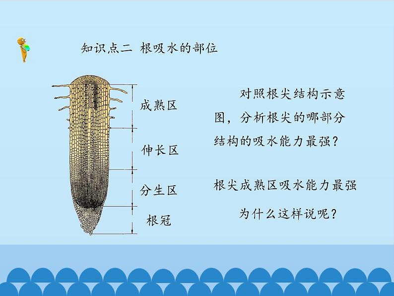 冀教版八年级上册 生物 课件 3.2.2根对水分的吸收07