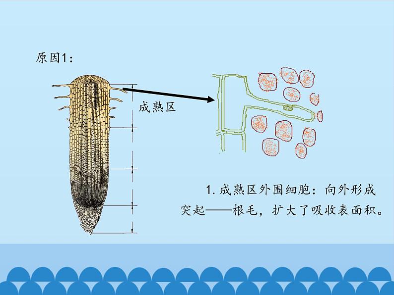 冀教版八年级上册 生物 课件 3.2.2根对水分的吸收08