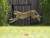 冀教版八年级上册 生物 课件 4.1.1运动的基础