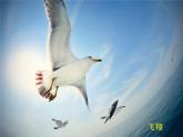 冀教版八年级上册 生物 课件 4.1.1运动的基础