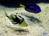 冀教版八年级上册 生物 课件 4.1.1运动的基础