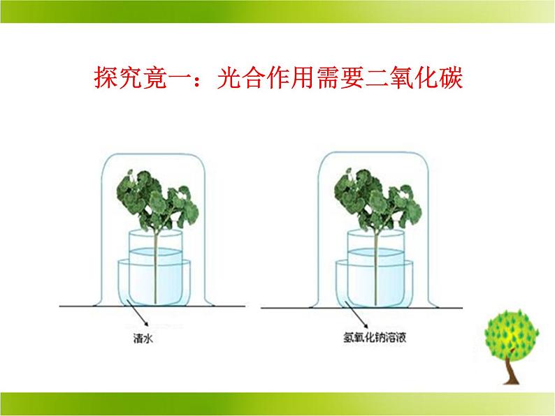 光合作用的原料PPT课件免费下载06