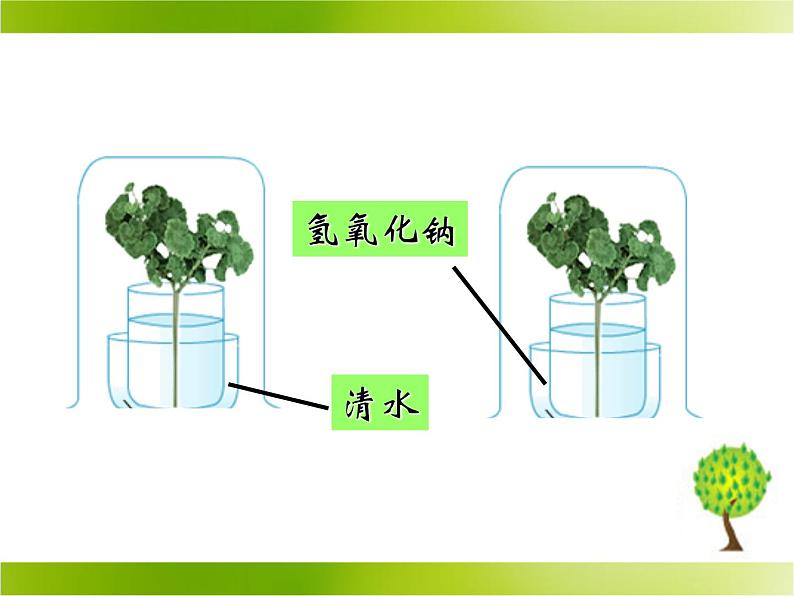 光合作用的原料PPT课件免费下载07