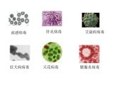 冀教版八年级上册 生物 课件 5.1.2病毒