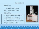 病毒PPT课件免费下载