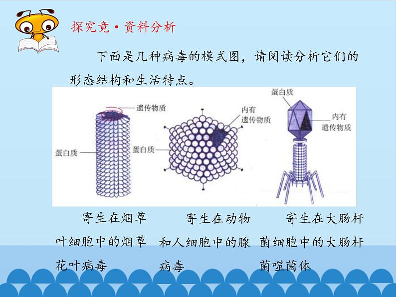 病毒PPT课件免费下载06