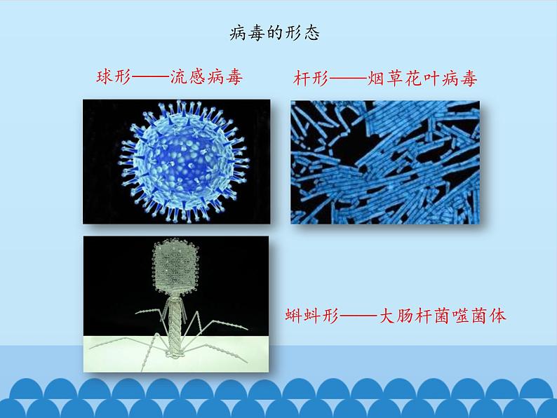 病毒PPT课件免费下载08