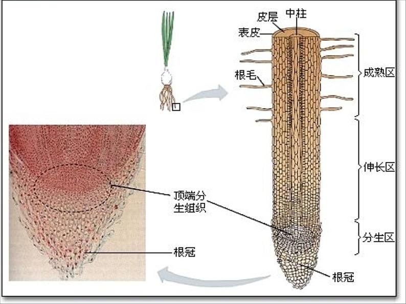 根对水分的吸收PPT课件免费下载02