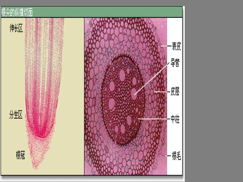 根对水分的吸收PPT课件免费下载05