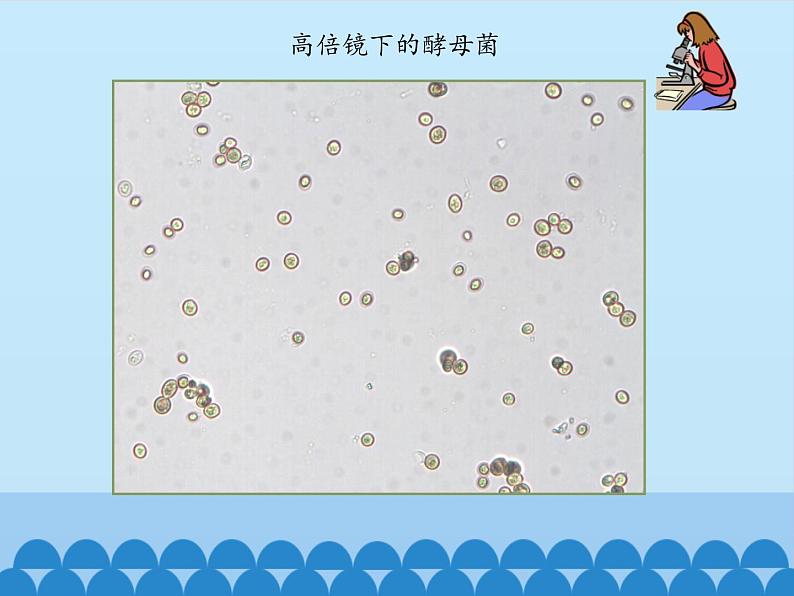 酵母菌和霉菌PPT课件免费下载07