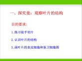 光合作用的场所PPT课件免费下载