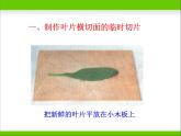 光合作用的场所PPT课件免费下载