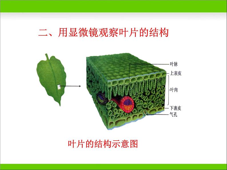 冀教版八年级上册 生物 课件 3.3.3光合作用的场所第8页