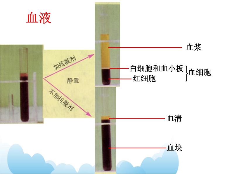 第五章第二节《人体内物质的运输》课件PPT02