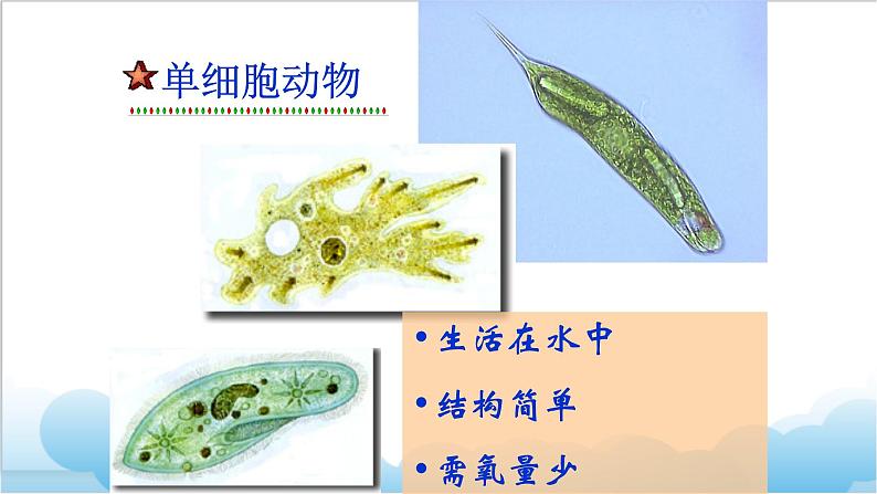 第六章第三节《其他生物的呼吸  》课件第6页