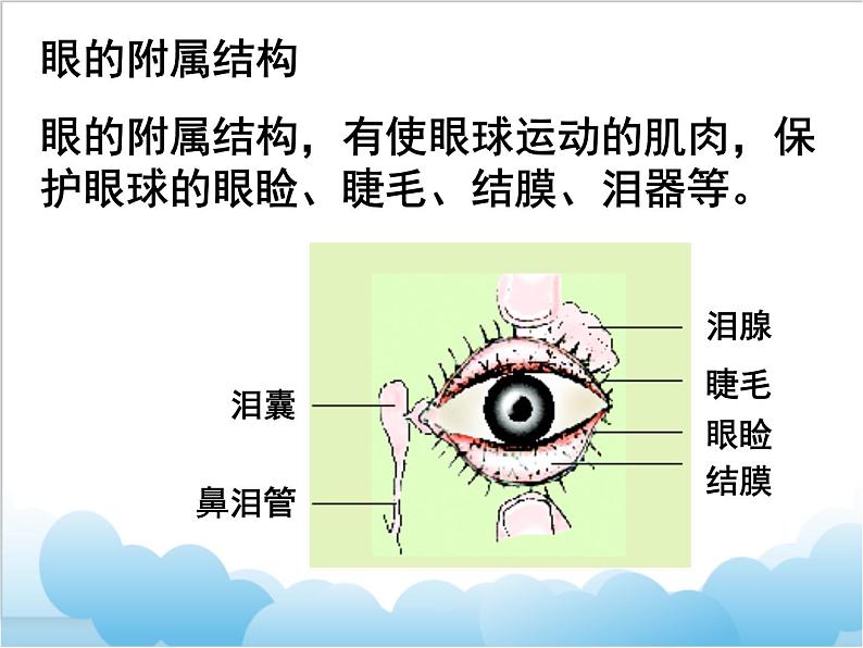 第八章  第三节《 感觉和感觉器官》课件03