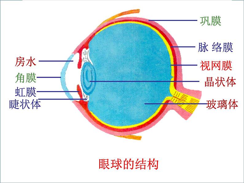 第八章  第三节《 感觉和感觉器官》课件06