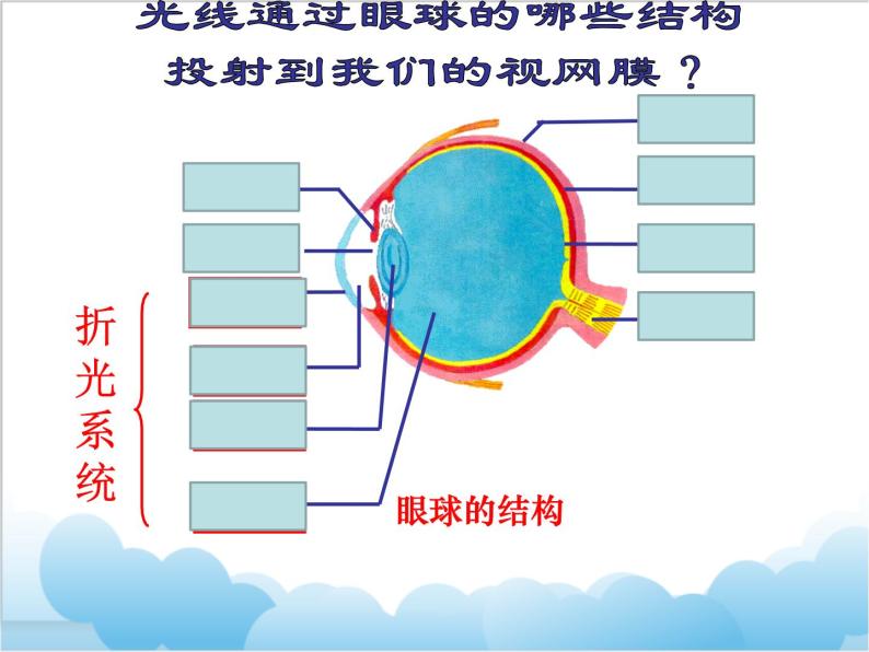 第八章  第三节《 感觉和感觉器官》课件07