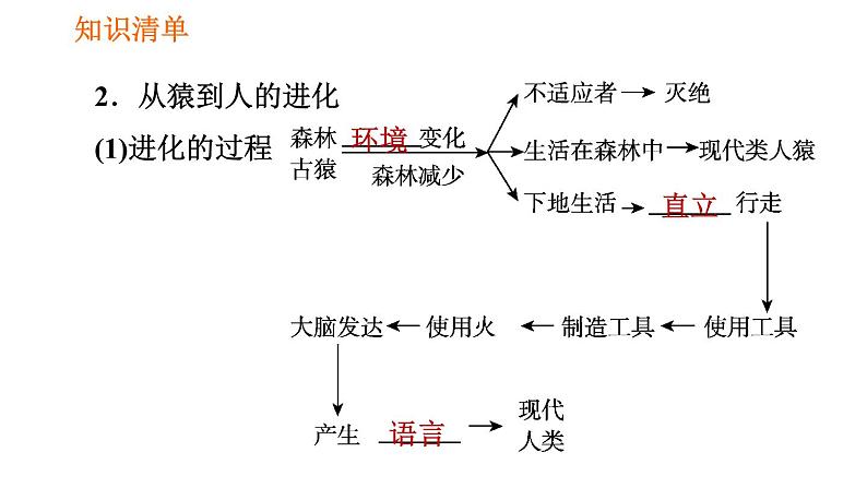 人教版七年级下册生物 第1章 4.1.1 人类的起源和发展 习题课件第3页