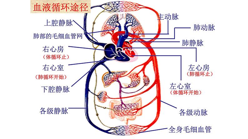 物质运输的路线PPT课件免费下载06