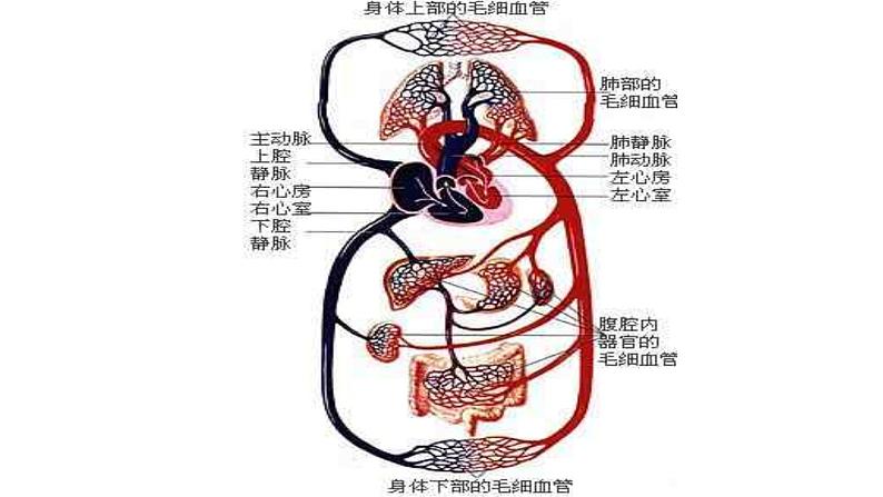 物质运输的路线PPT课件免费下载08