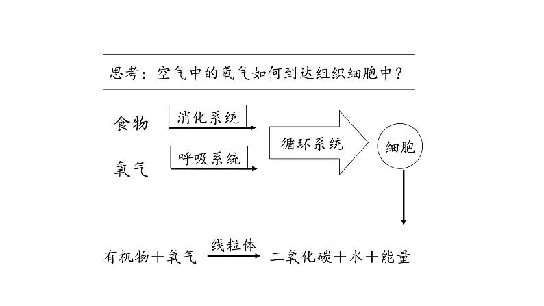 呼吸道和肺的功能PPT课件免费下载04