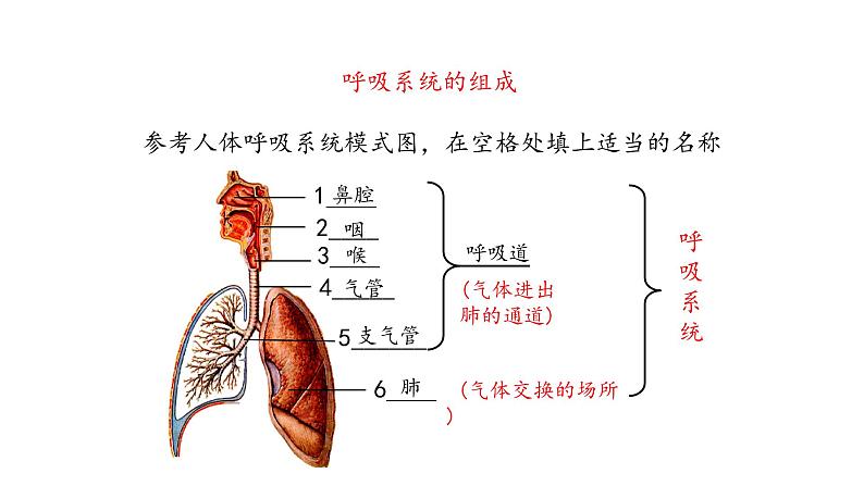 呼吸道和肺的功能PPT课件免费下载05