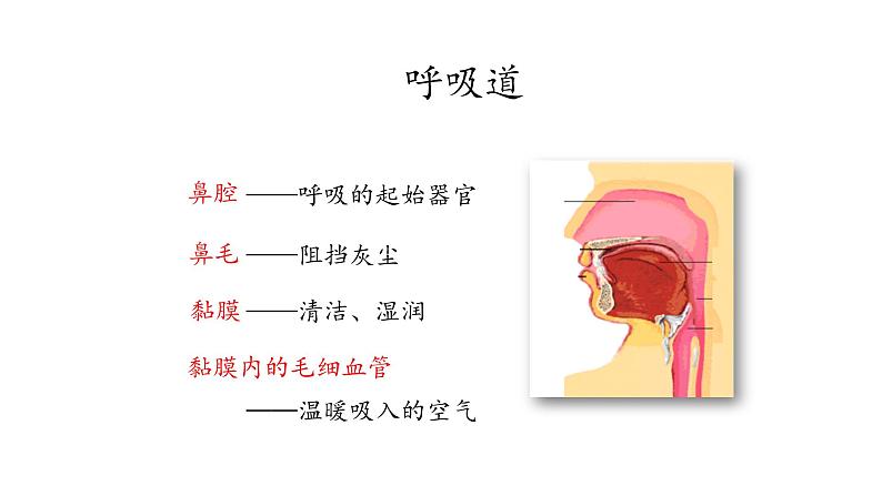 呼吸道和肺的功能PPT课件免费下载06