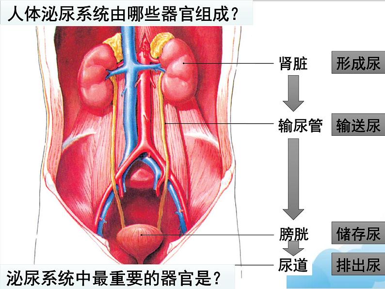 第七章第二节《尿液的形成和排出》 课件04