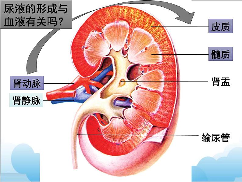 第七章第二节《尿液的形成和排出》 课件07